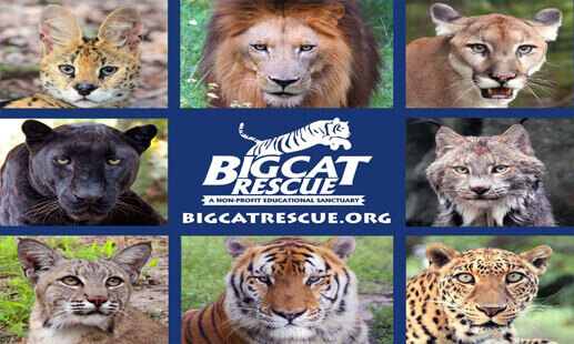 Big Cat Rescue